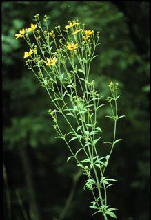 tall coreopsis 3